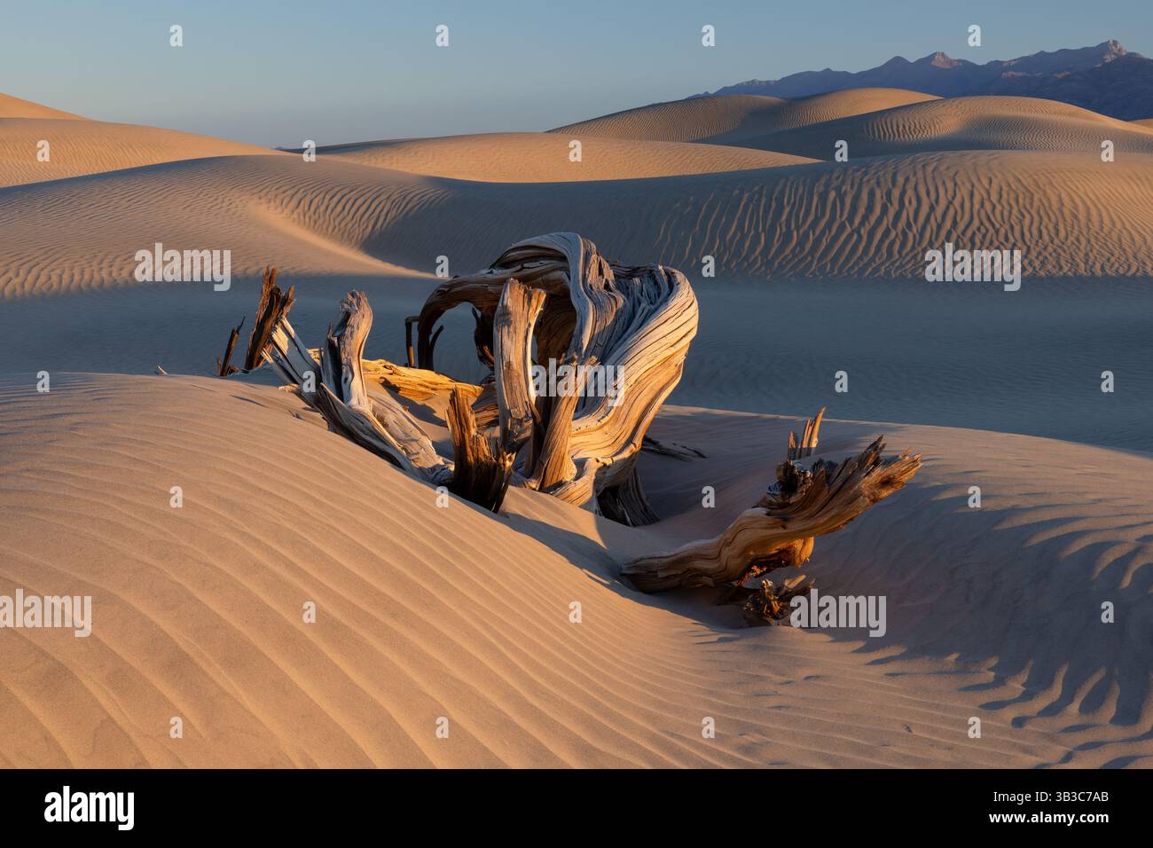 Teilweise begrabene verwitterte Baumstämme und Wind fegten Sandmuster mit Morgenlicht, Mesquite Flat Sand Dunes, Death Valley National Park, Kalifornien Stockfoto
