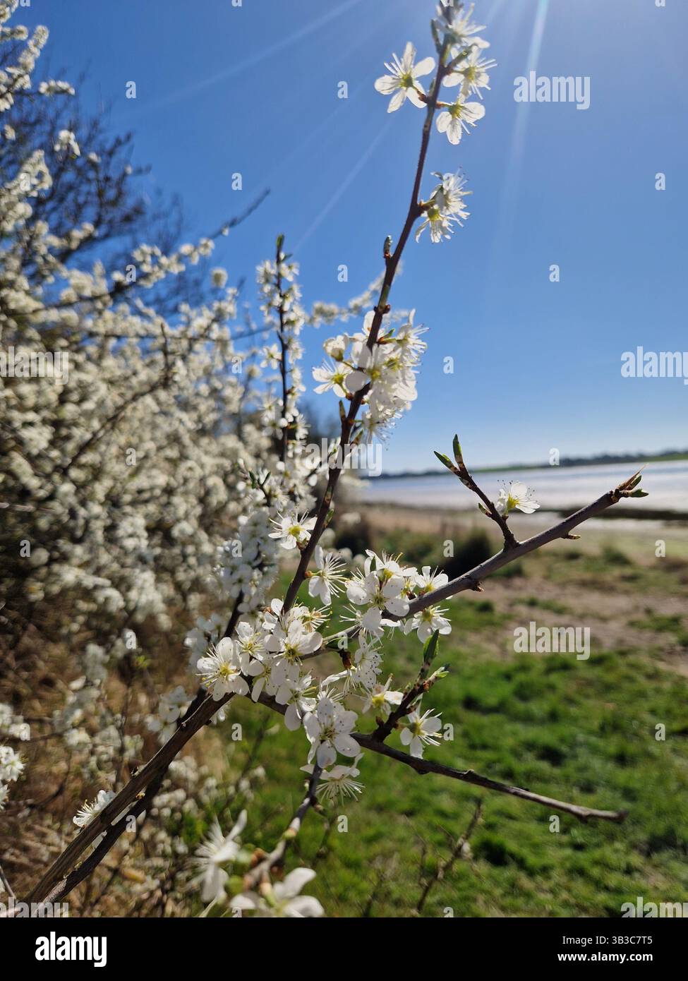 Blütenfeder - Smartphone-aufgenommenes Stockfoto
