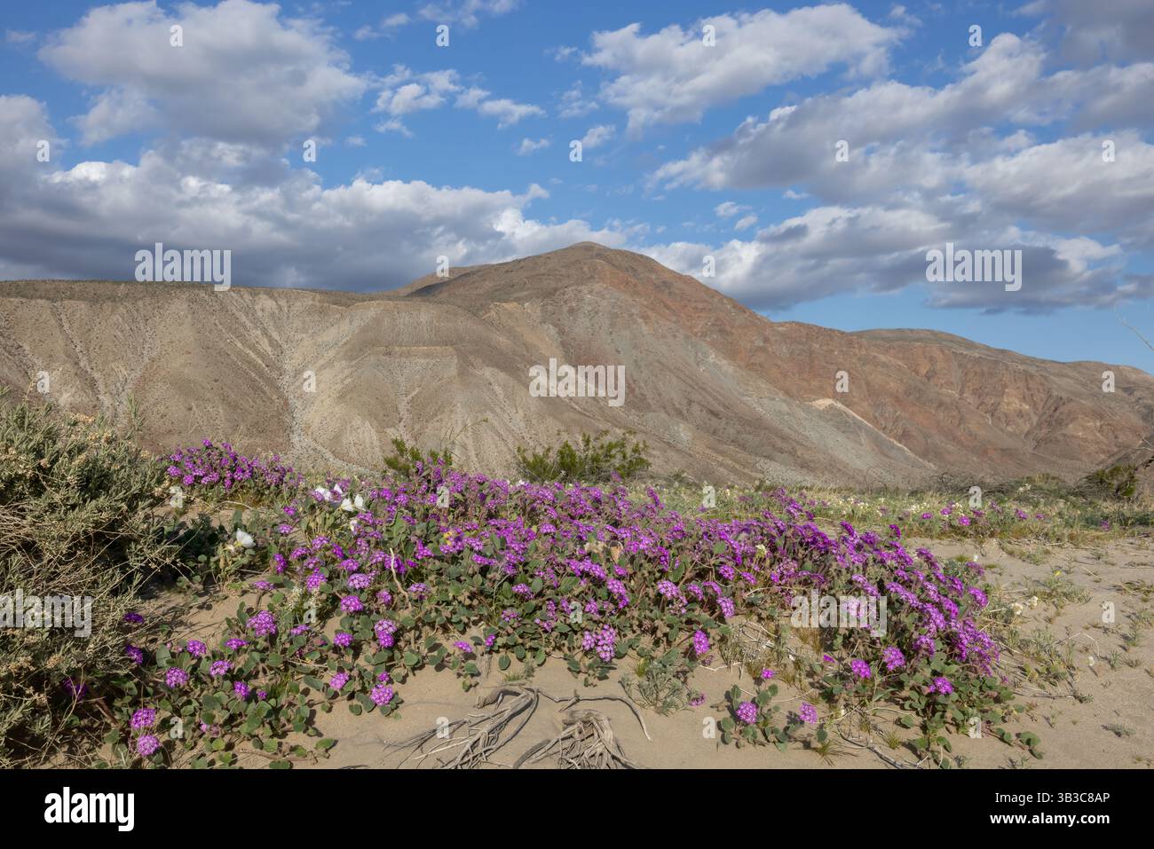 Blühende Wüstensand Verbena (Abronia villosa) Wildblumen und Kreosotbusch im Frühling, Anza-Borrego Desert State Park, Kalifornien Stockfoto