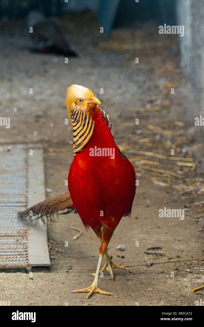 Goldener Fasan, der auf dem Boden steht, seinen Kopf neugierig neigt und leuchtend rote Federn zeigt Stockfoto