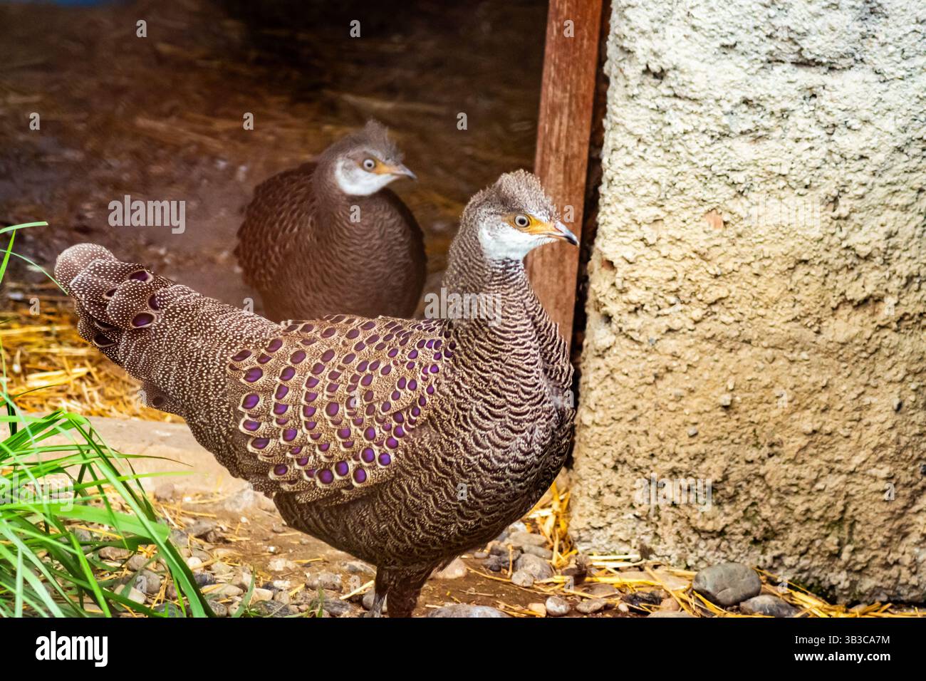 Zwei wunderschöne graue Pfauenfasane mit dekorativem Gefieder und auffälligen Augenfleckenmustern, die aus einem rustikalen Unterschlupf hervorgehen Stockfoto