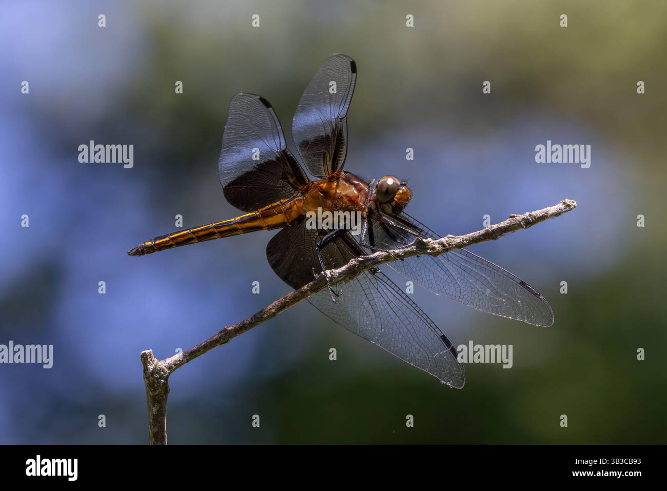 Witwe Skimmer Libellula luctuosa auf einem Zweig, Lewes, Delaware Stockfoto