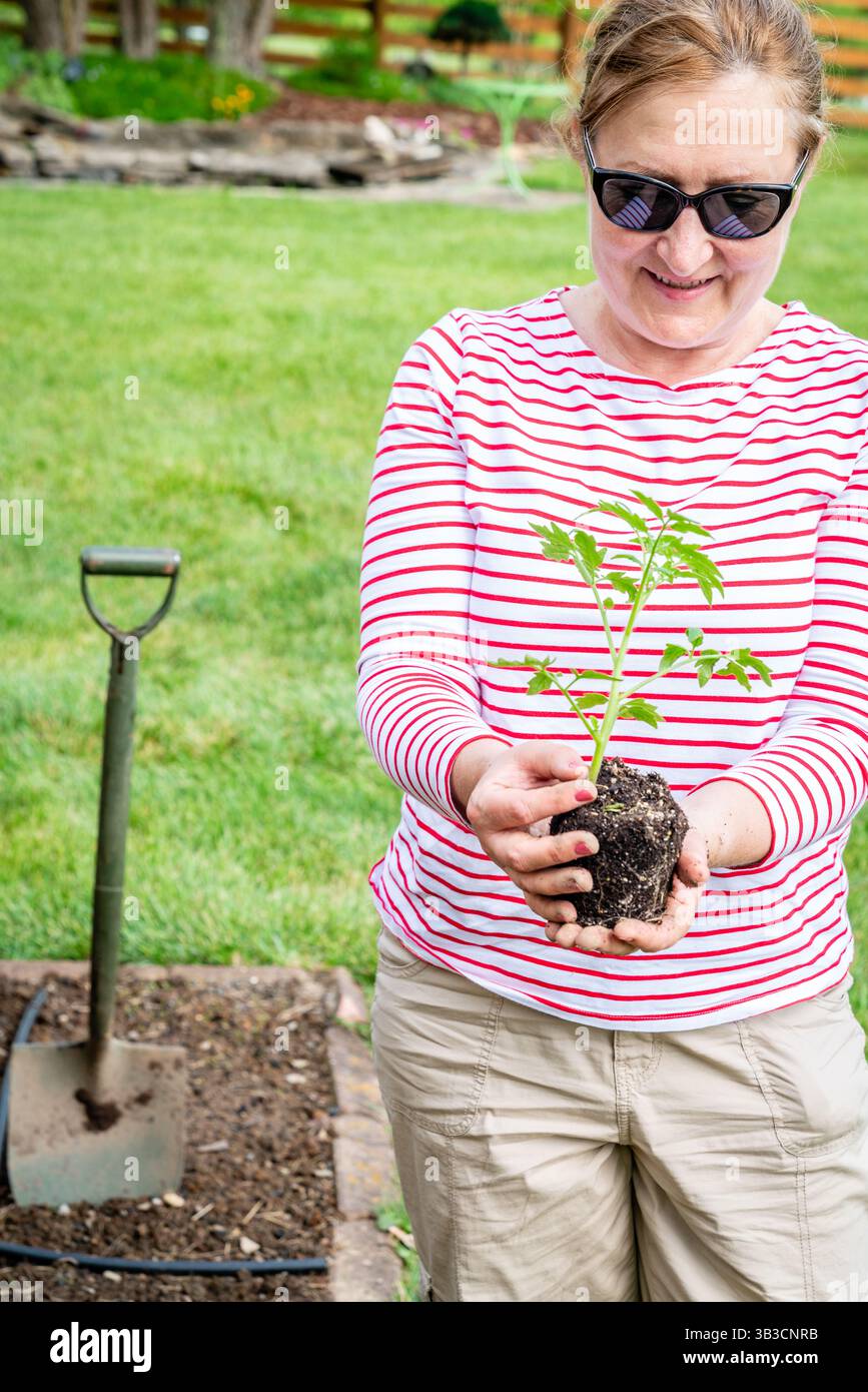 Eine Frau hält einen Tomatensämling in der Hand, der im Garten gepflanzt wird Stockfoto