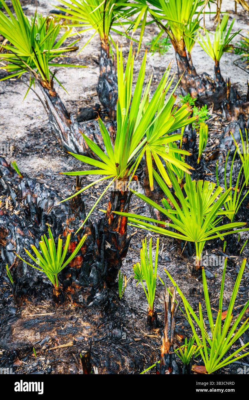 An einem Waldbrand im Südwesten Floridas entsteht neues Leben Stockfoto