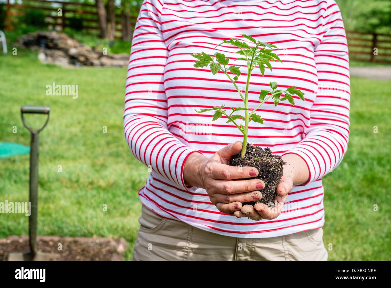 Eine Frau hält einen Tomatensämling in der Hand, der im Garten gepflanzt wird Stockfoto