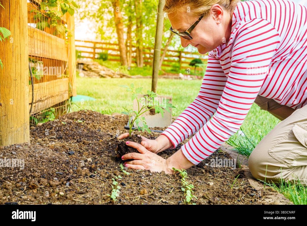 Eine Frau pflanzt einen Tomatensämling im Garten Stockfoto