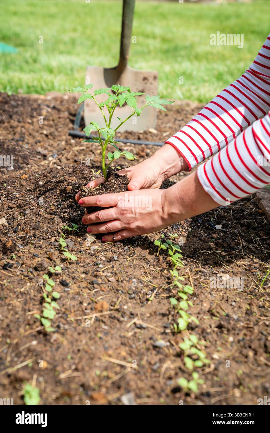 Nahaufnahme von Frauenhänden, die einen Tomatensämling im Garten Pflanzen Stockfoto