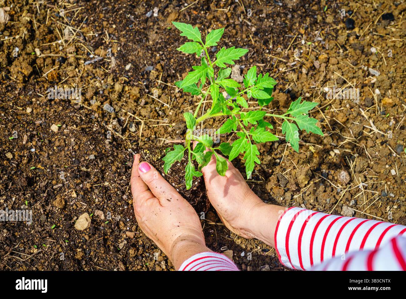 Nahaufnahme von Frauenhänden, die einen Tomatensämling im Garten Pflanzen Stockfoto