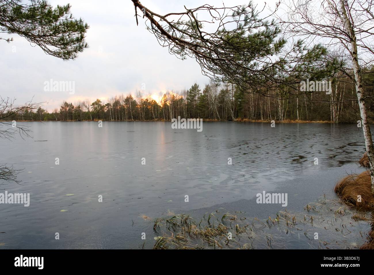 Sonnenuntergang über einem gefrorenen See und Birken. Ruhige Winterszene, ruhige Stimmung, Weitwinkelaufnahme, aufgenommen auf Augenhöhe, mit einem ruhigen, eisigen See Stockfoto
