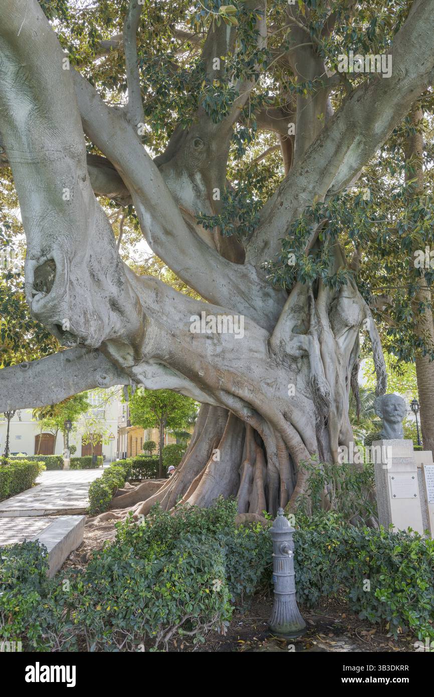 Riesigen Gummibaum 'Ficus Macrophylla' im Alter von mehr als hundert Jahren  in der Nhe von dem Strand "Playa De La Caleta", Cdiz, Andalusien, Spanien  Stockfotografie - Alamy