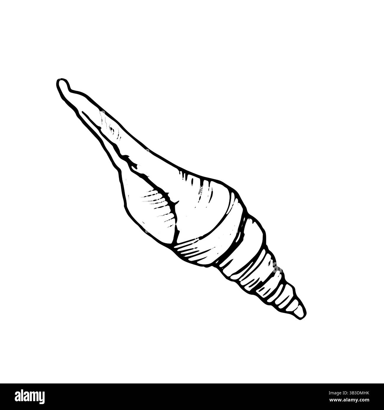 Strombus Muschelschale, Skizze mit schwarzer und weißer Tinte.Vektorillustration. Beige Spiralhülle der Unterwasserwelt des Ozeans, isoliert auf einem weißen Rücken Stock Vektor