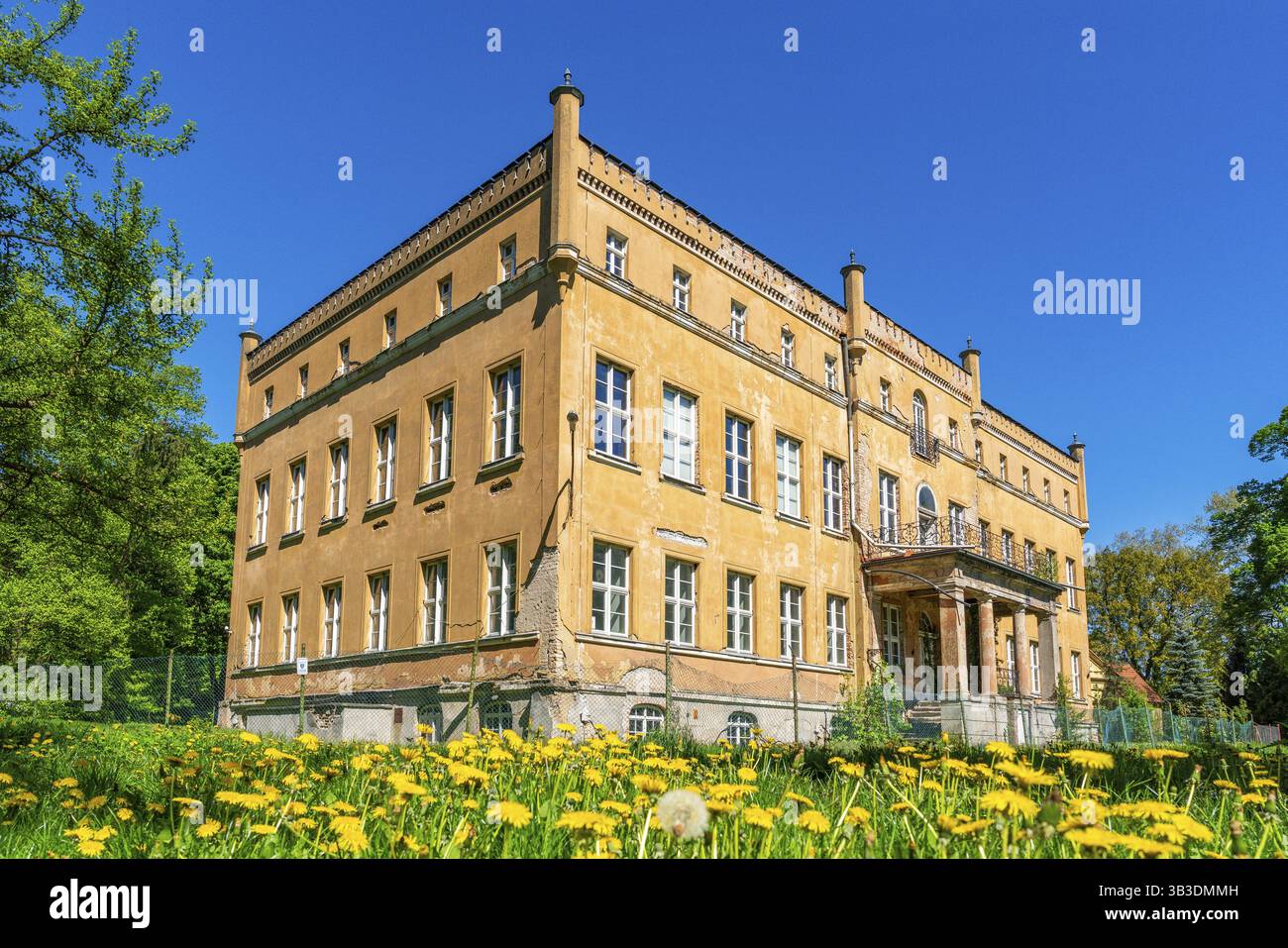 Schloss Tamsel auf einer Wiese mit Butterblumen im Frühjahr, Dabroszyn, Witnica, Woiwodschaft Lubuskie, Polen, Europa Stockfoto