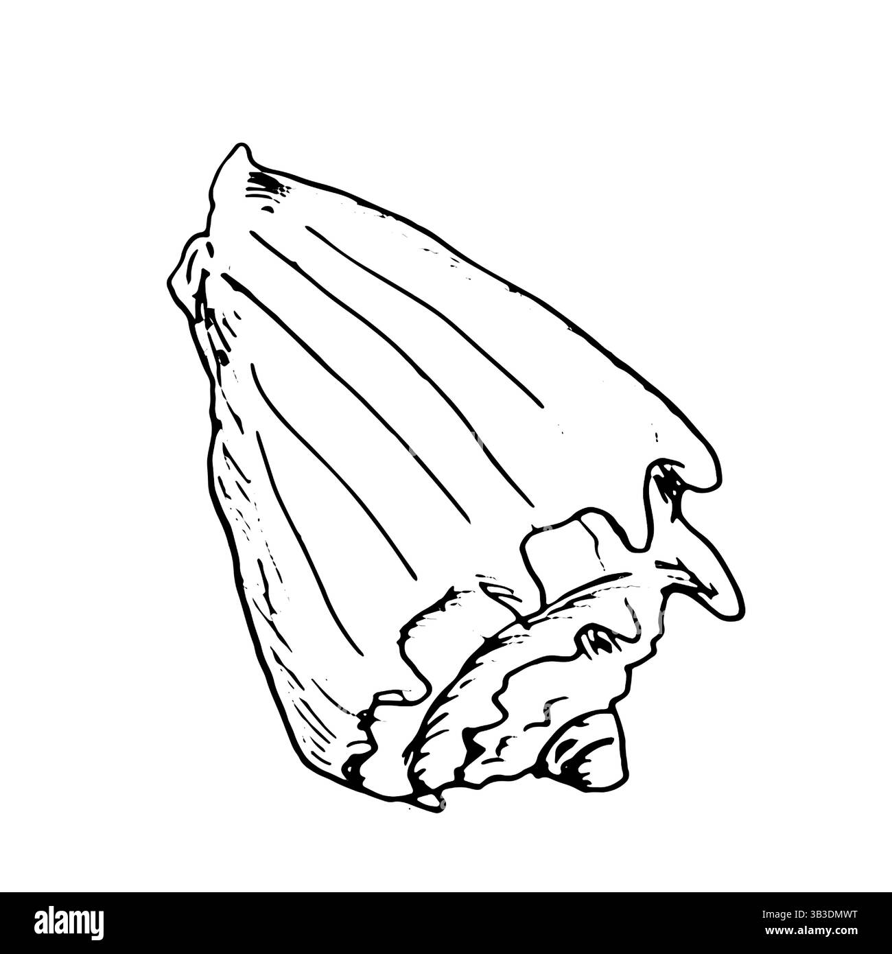 Strombus Muschelschale, Skizze mit schwarzer und weißer Tinte.Vektorillustration. Beige Spiralhülle der Unterwasserwelt des Ozeans, isoliert auf einem weißen Rücken Stock Vektor