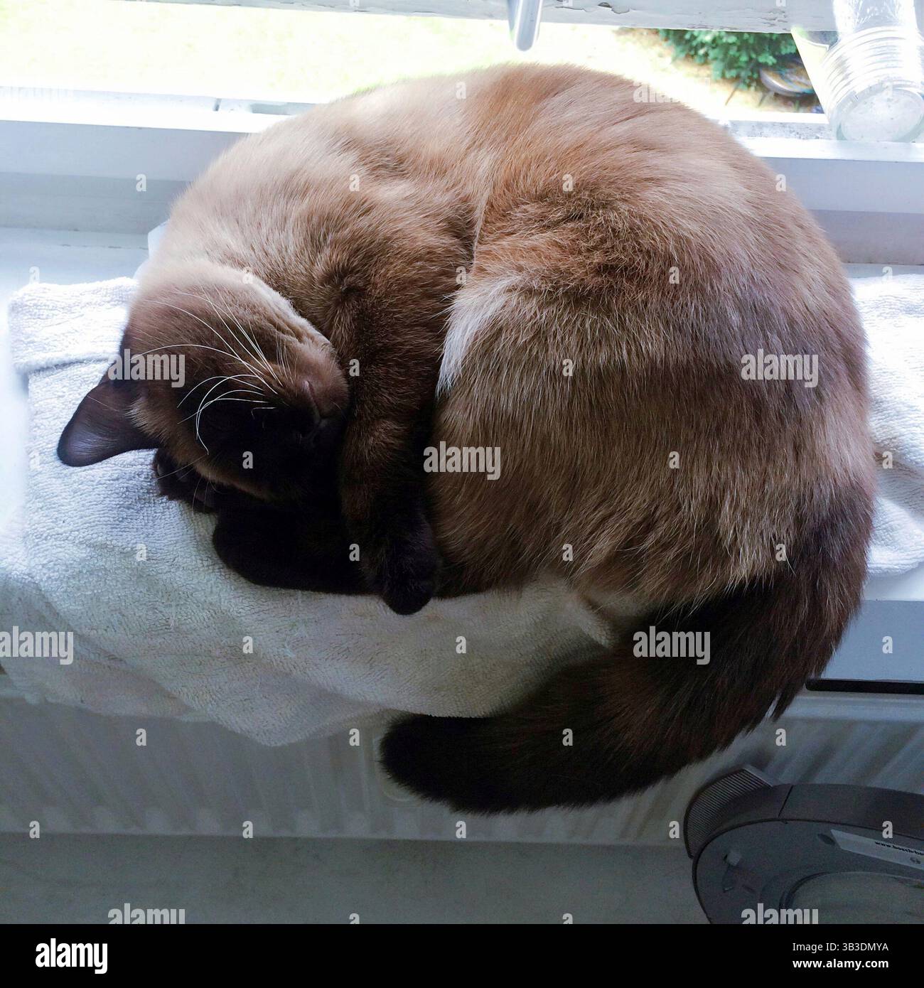Eine siamesische Katze, die sich zusammengerollt hat und friedlich auf einem weißen Handtuch an einem hellen Fenster bei weichem Tageslicht schläft. Premium-Bild einer schönen Siamkatze. Stockfoto