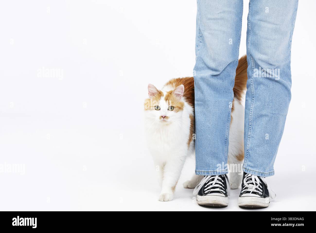 In einer herzerwärmenden Szene setzt sich eine entzückende und freundliche Katze spielerisch mit ihrem glücklichen Besitzer in stylischen Jeans in Verbindung Stockfoto