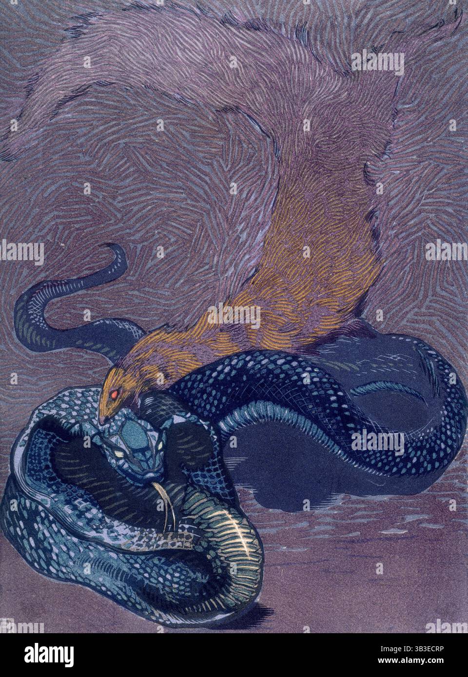 Rikki Tikki Tavi beißt eine Schlange; Szene aus dem Dschungelbuch, 1919. Aus einer französischen Übersetzung des Dschungelbuches von Rudyard Kipling. Stockfoto