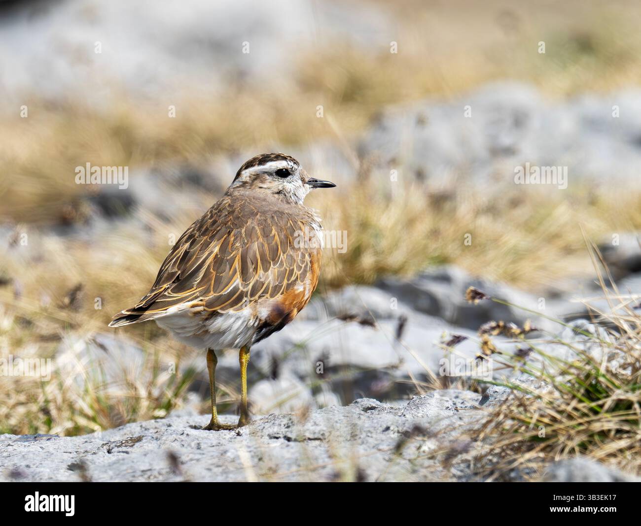 Ein männlicher Dotterel, Charadrius morinellus auf Oreton Narbe in Cumbria, Großbritannien. Stockfoto