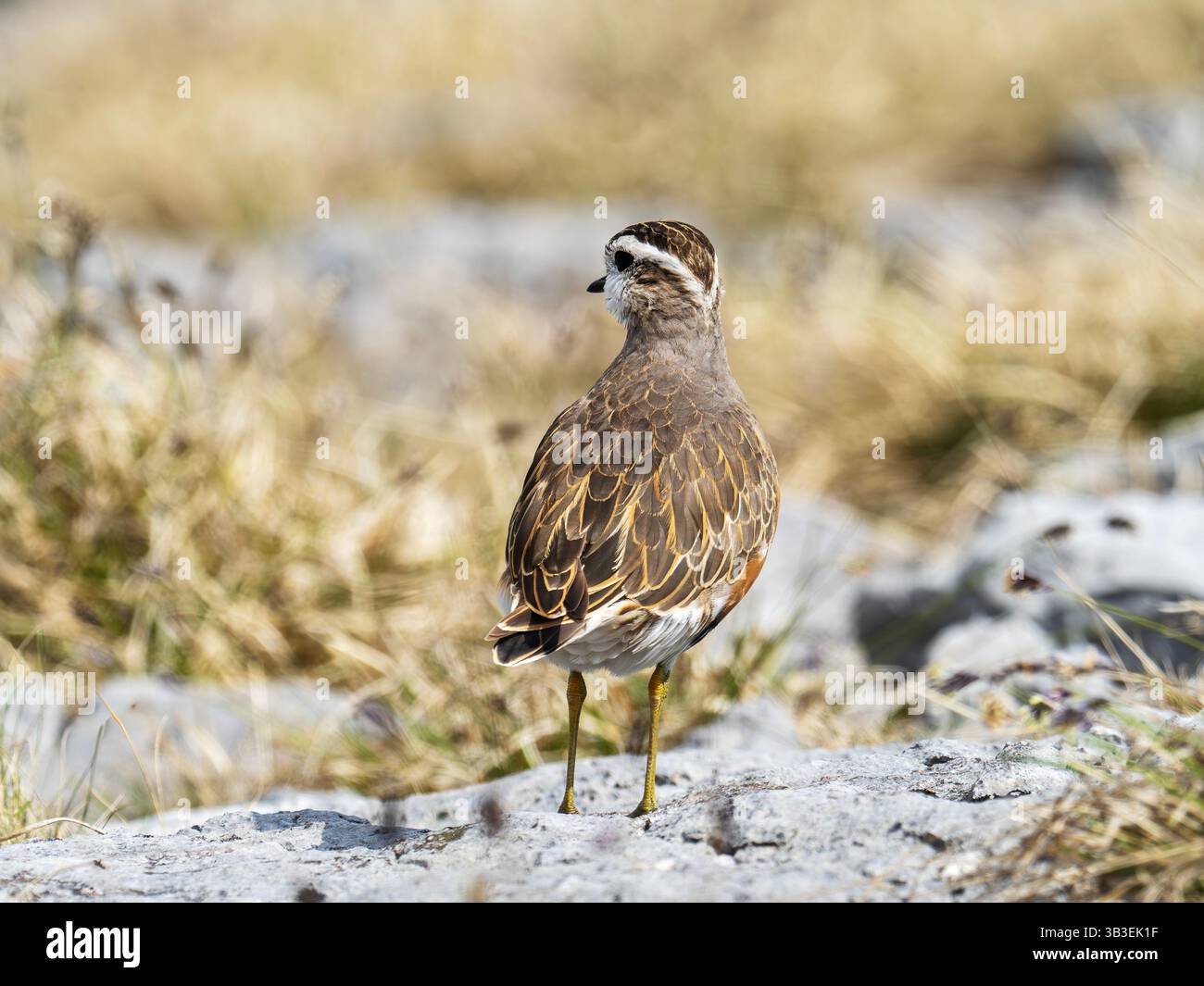Ein männlicher Dotterel, Charadrius morinellus auf Oreton Narbe in Cumbria, Großbritannien. Stockfoto