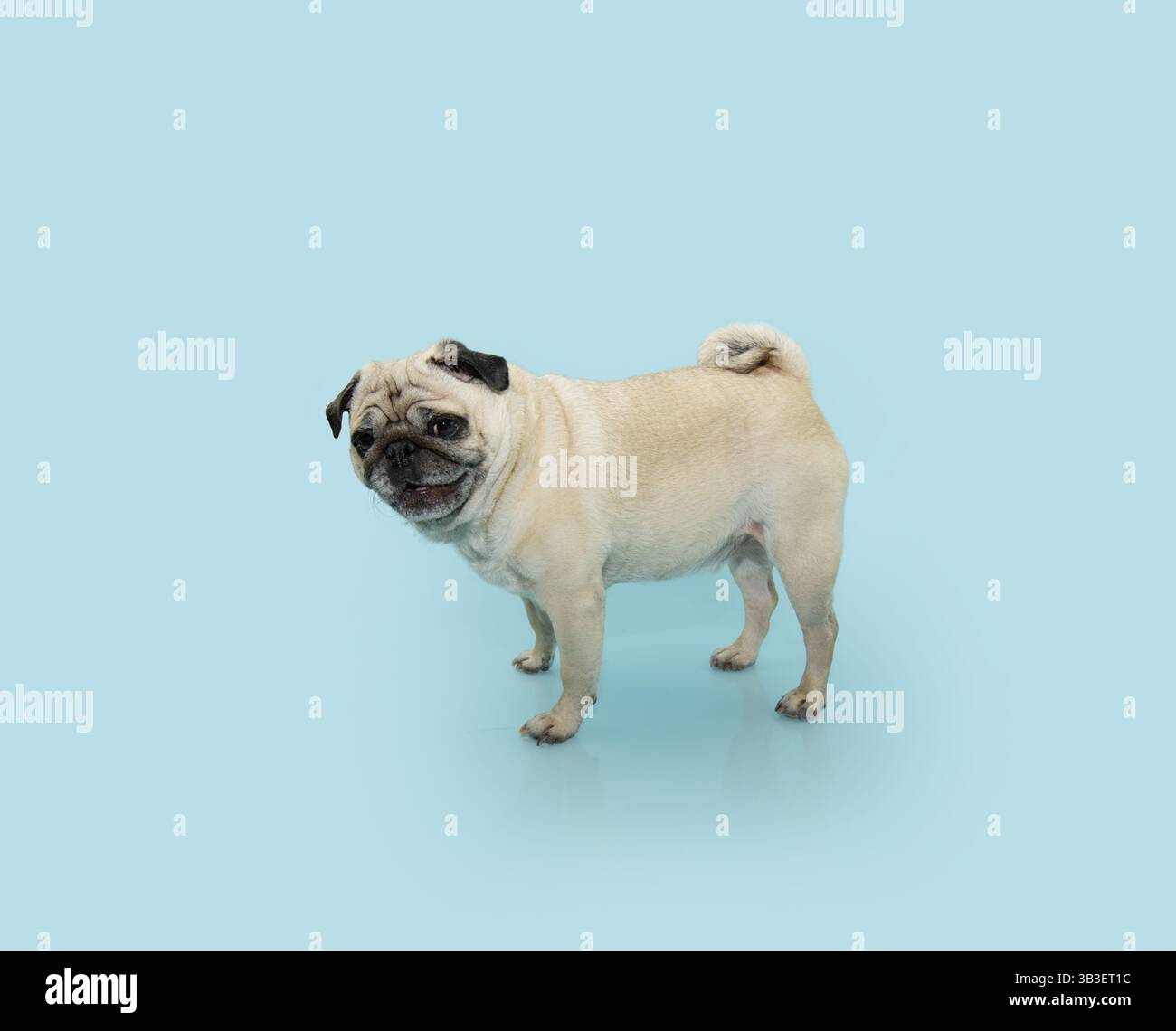 Profil Ganzkörper-Mops-Hündchen mit Blick auf die Kamera. Isoliert auf blauem Pastellhintergrund. Seitenansicht Stockfoto