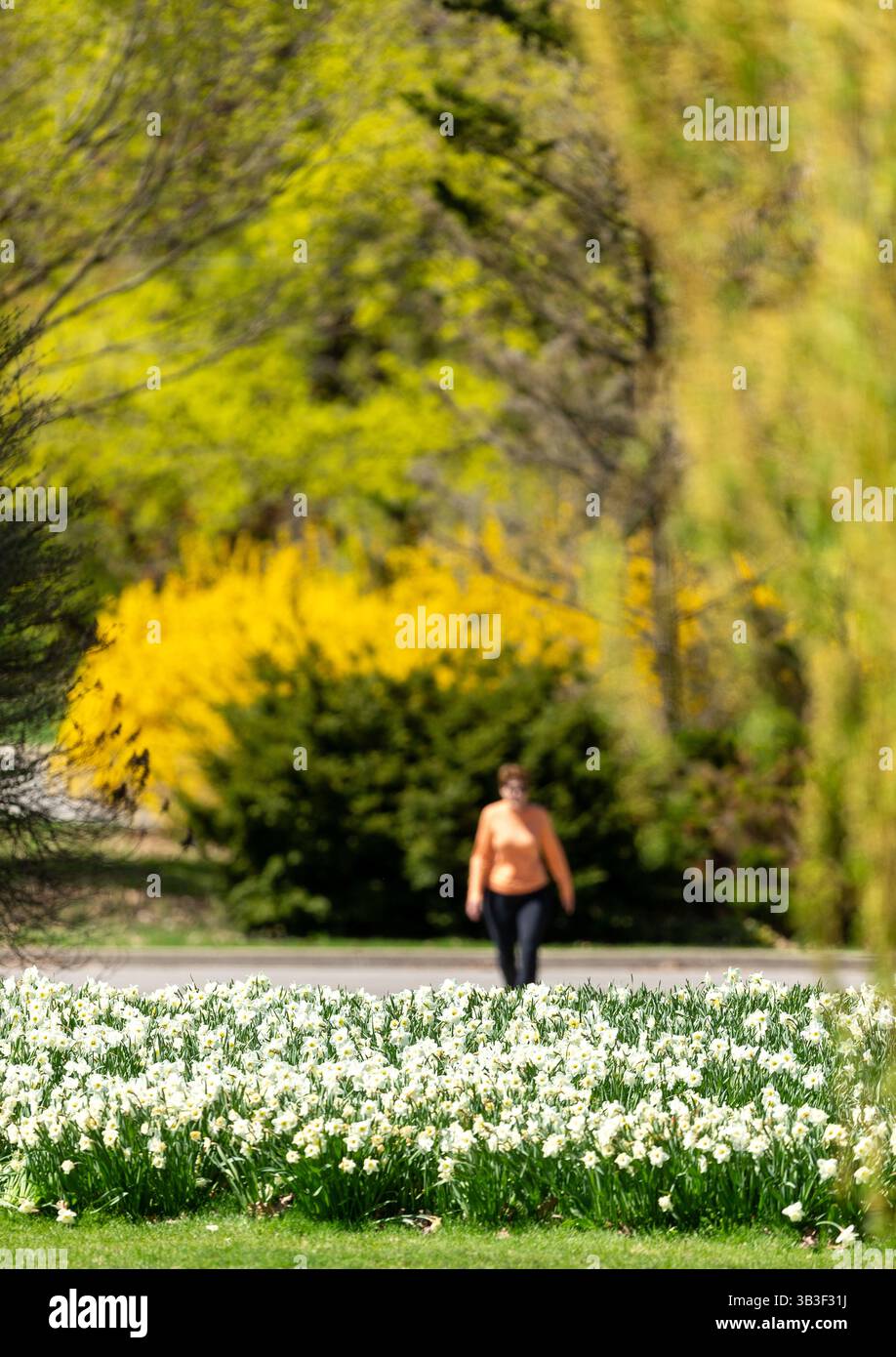 London, Kanada - 28. April 2025. Das lang erwartete warme Wetter brachte Londoner und blühte auf Bäumen und Blumenbeeten im Springbank Park hervor. Stockfoto