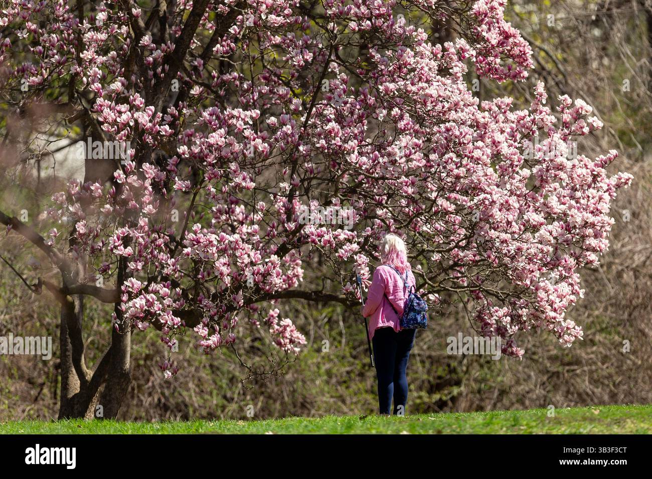 London, Kanada - 28. April 2025. Das lang erwartete warme Wetter brachte Londoner und blühte auf Bäumen und Blumenbeeten im Springbank Park hervor. Stockfoto