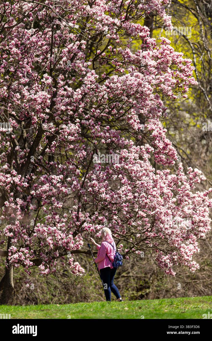 London, Kanada - 28. April 2025. Das lang erwartete warme Wetter brachte Londoner und blühte auf Bäumen und Blumenbeeten im Springbank Park hervor. Stockfoto