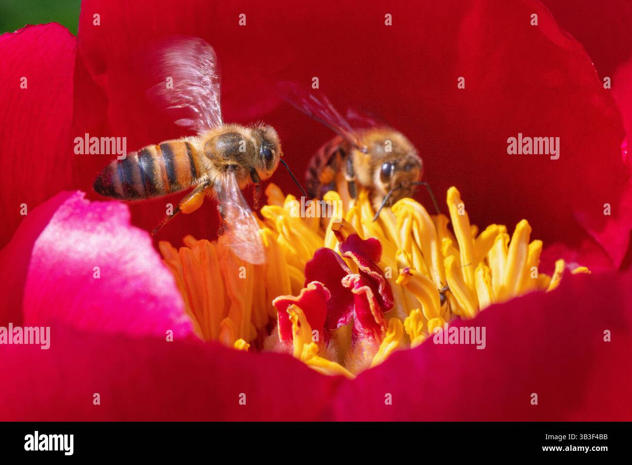 Zwei Honigbienen sammeln Pollen und Nektar aus den hellgelben Staubblättern einer leuchtenden roten Gartenpfingstrose - Paeonia officinalis Stockfoto