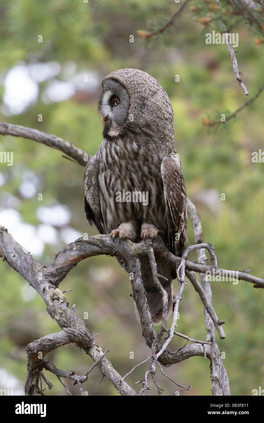 Große graue Eule sitzt nahe auf einem Baumzweig Stockfoto