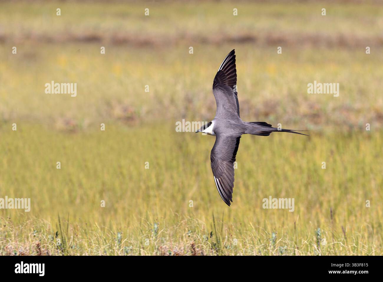 Langschwanz-jaeger-Vogel fliegt über die Tundra Stockfoto