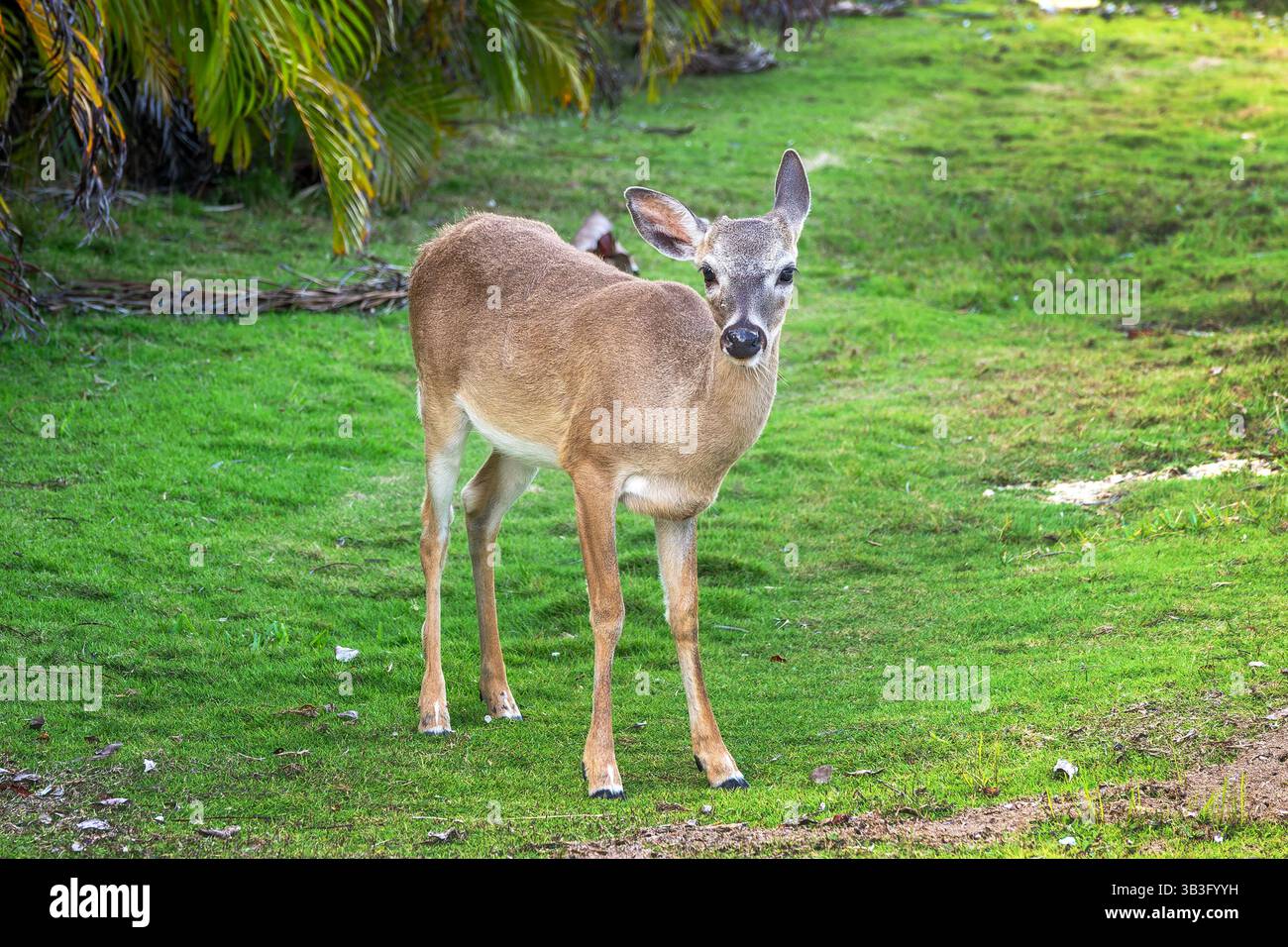 Nahaufnahme eines Key Deer, Big Pine Key, Florida Stockfoto