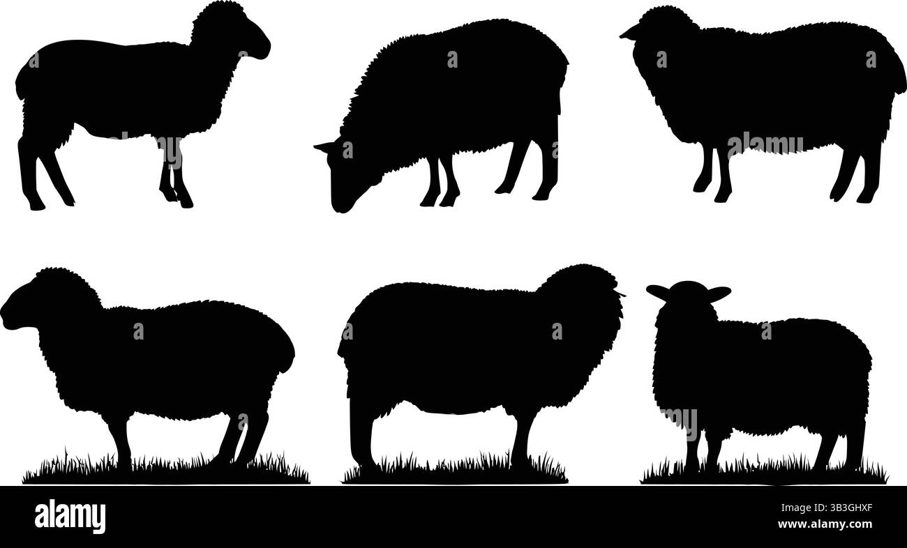 Silhouetten von Schafen, die auf einer anderen Position auf weißem Hintergrund stehen Stock Vektor