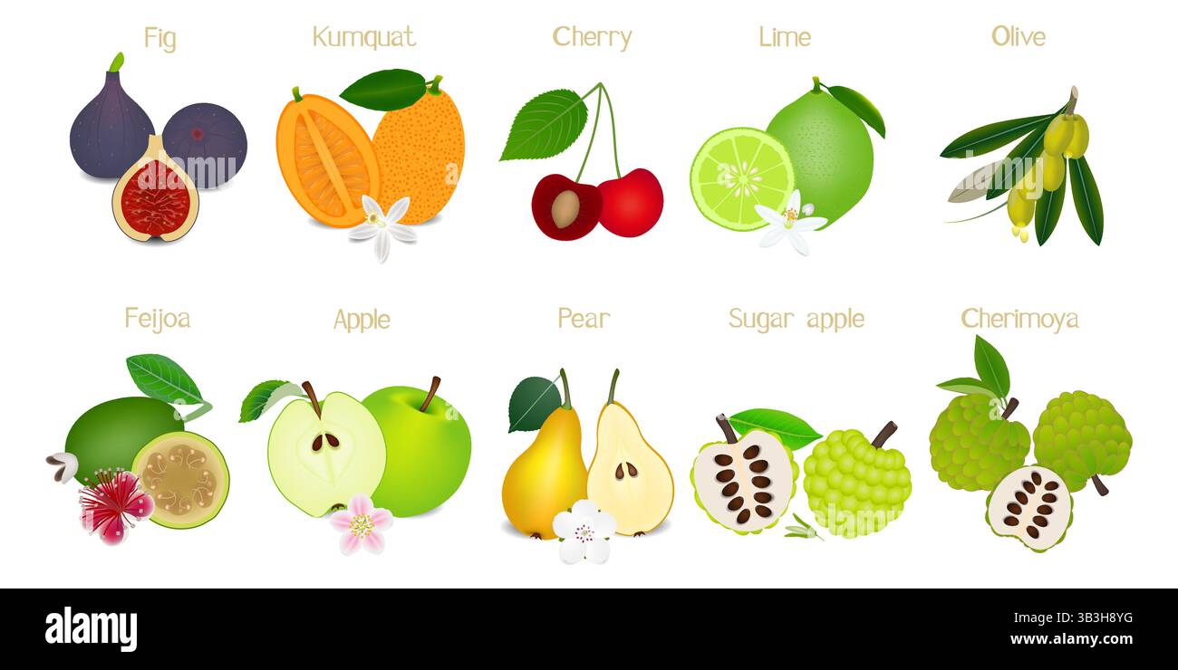 Ganze Früchte und eine Hälfte isoliert auf weißem Hintergrund. Stock Vektor