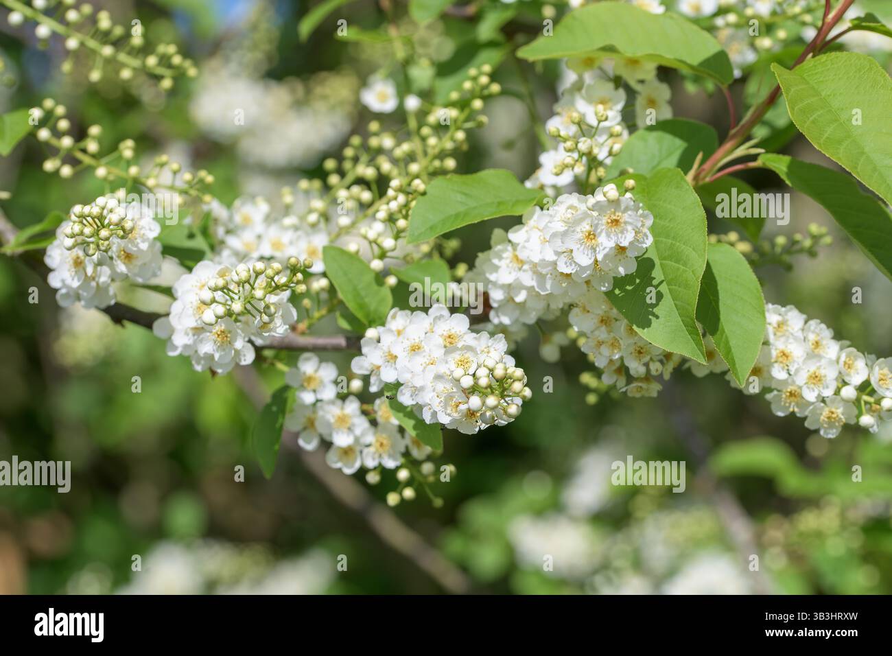 Nahaufnahme der weißen Vogelkirschblüte (Prunus padus) in voller Blüte, mit kleinen Blumenhaufen und frischen grünen Blättern in einem britischen Frühlingsgarten oder Woo Stockfoto