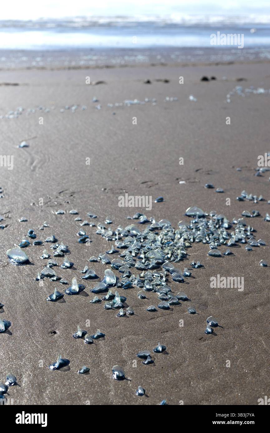 Velella, auch bekannt als Windsegler. Stockfoto