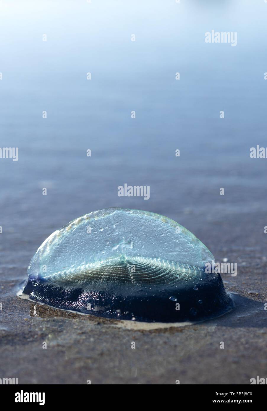 Velella, auch bekannt als Windsegler. Stockfoto