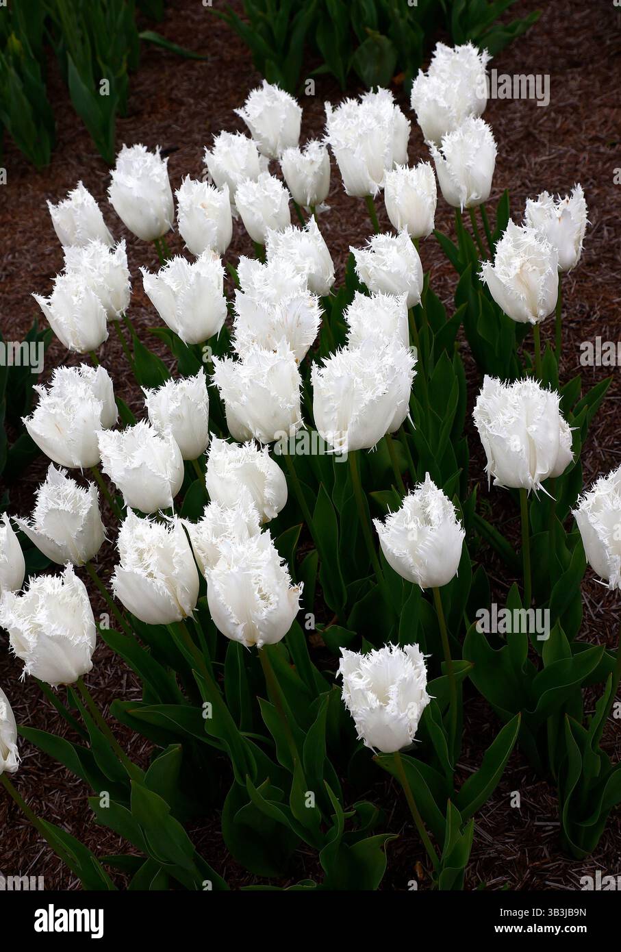 Nahaufnahme der weißen Blüten der gesäumten Gartentulipa noordeinde. Stockfoto