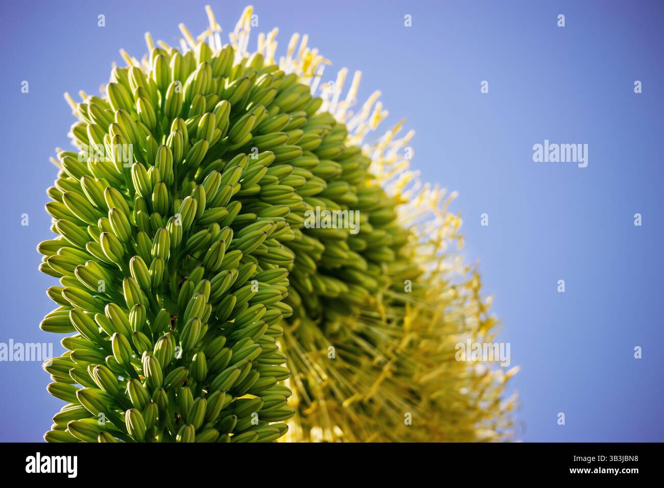 Agave attenuata ist eine groe Fuchsschwanz-Agarblume, auch bekannt als  Lwenschwanz oder Schwanenhals in all seiner Pracht vor einer weien Wand  und wchst in einem Stockfotografie - Alamy