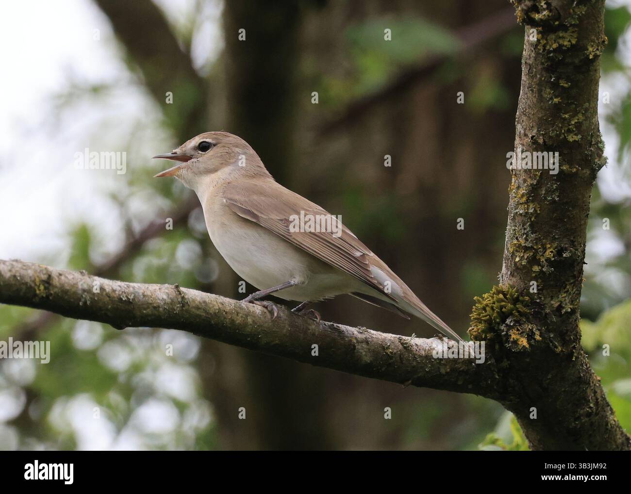 Garden Warbler, 25. April Stockfoto