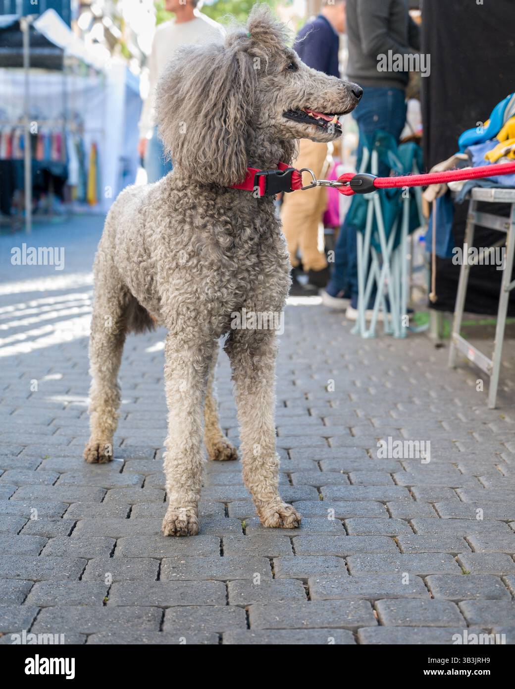 Eleganter grauer Hund, der auf der Straße sitzt Stockfoto
