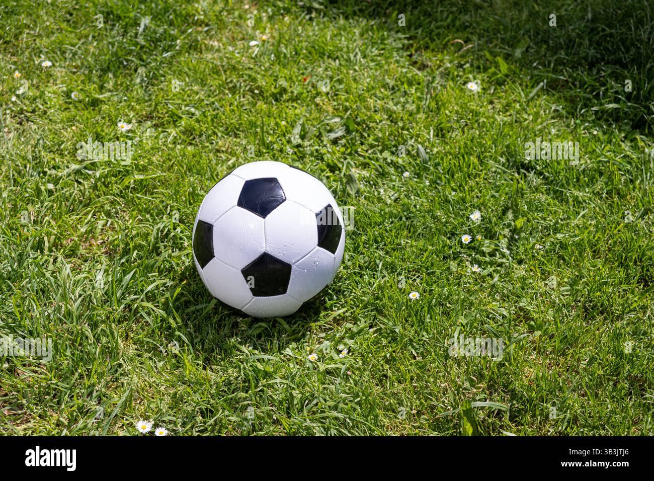 Der klassische Fußball aus Leder liegt auf einem grünen Rasenfeld mit kleinen weißen Blumen Stockfoto