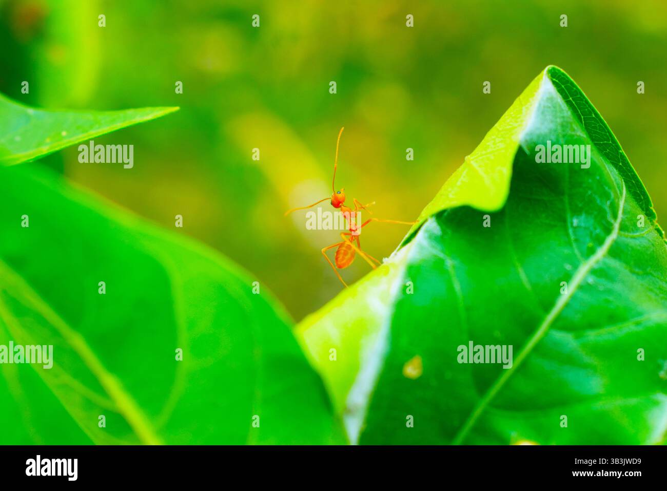 Rote Ameise auf Blatt Nahaufnahme Makro Stockfoto