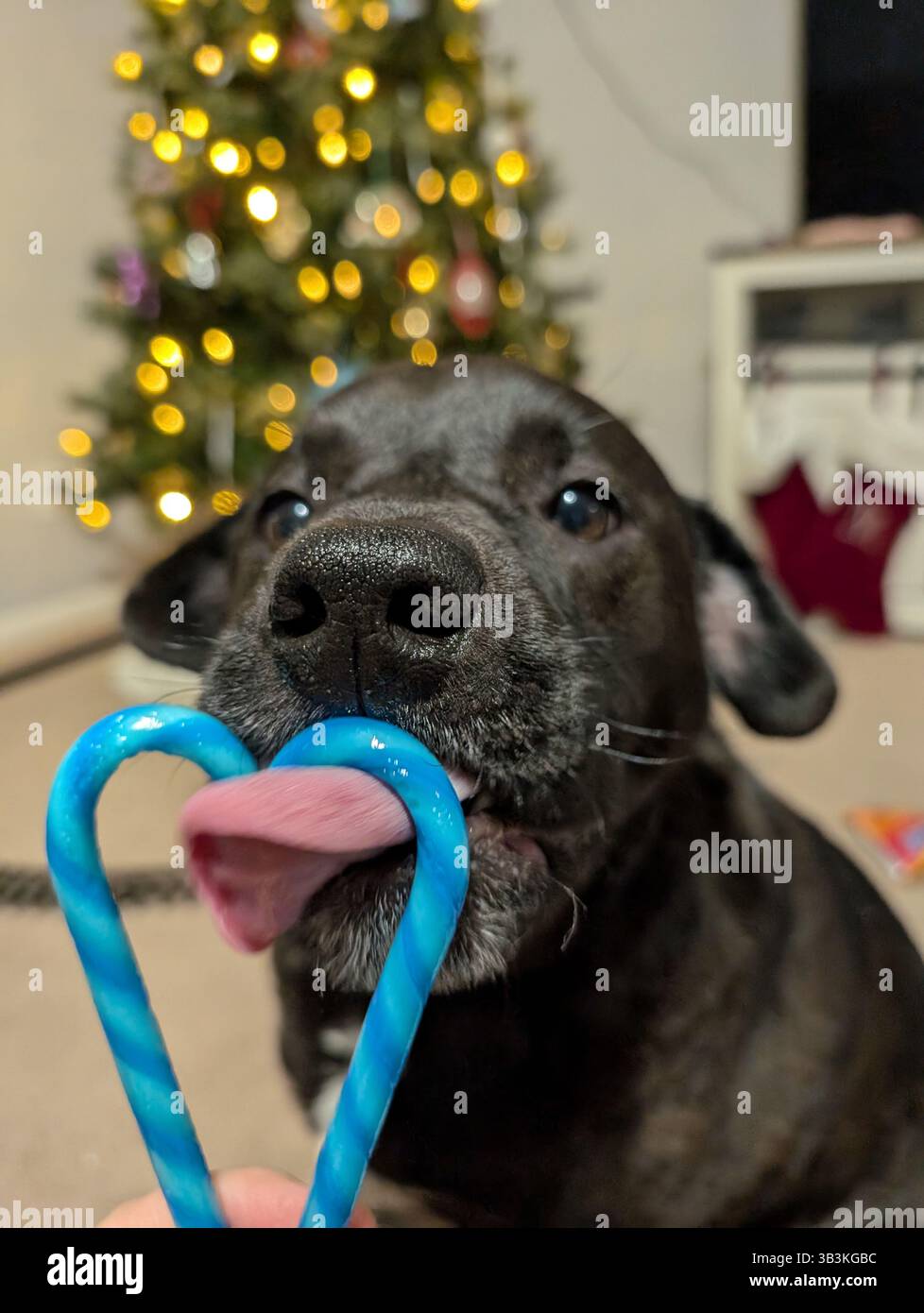 Frohe Weihnachten Hündchenliebe - Smartphone-aufgenommenes Stockfoto