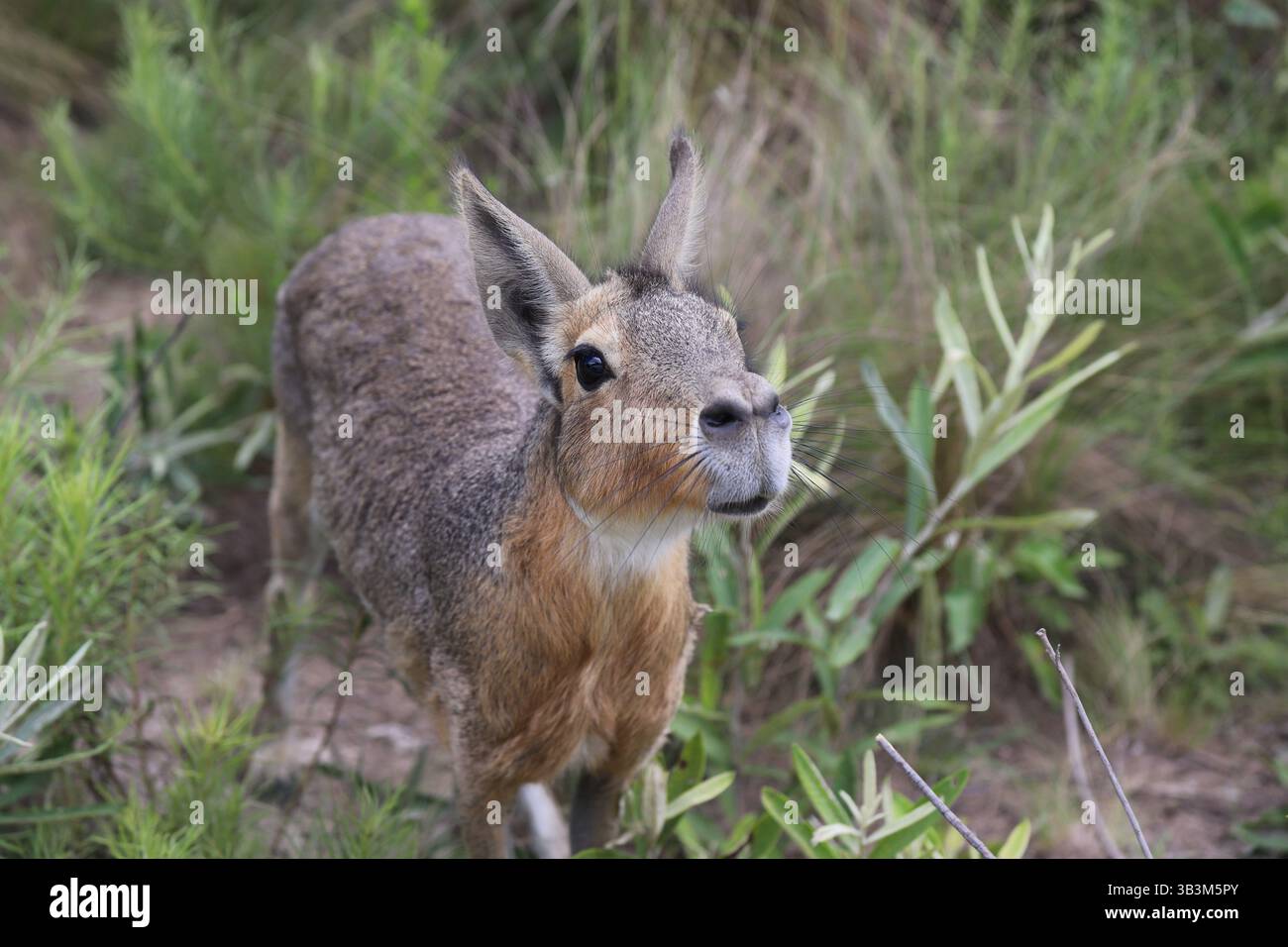 Argentinien Cordoba Tatu Carreta Ein Nahaufnahme eines patagonischen Mara in freier Wildbahn. Das Tier ist wachsam unter den natürlichen Gräsern. Ungezähmte Landschaften. Stockfoto