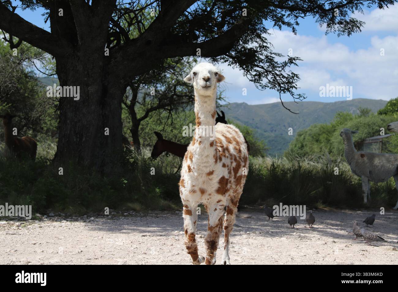 Argentinien Cordoba, Tatu Carreta Park. Ein markantes Lama mit einzigartigen Markierungen läuft in freier Wildbahn direkt auf die Kamera in einem Wildpark zu. Stockfoto