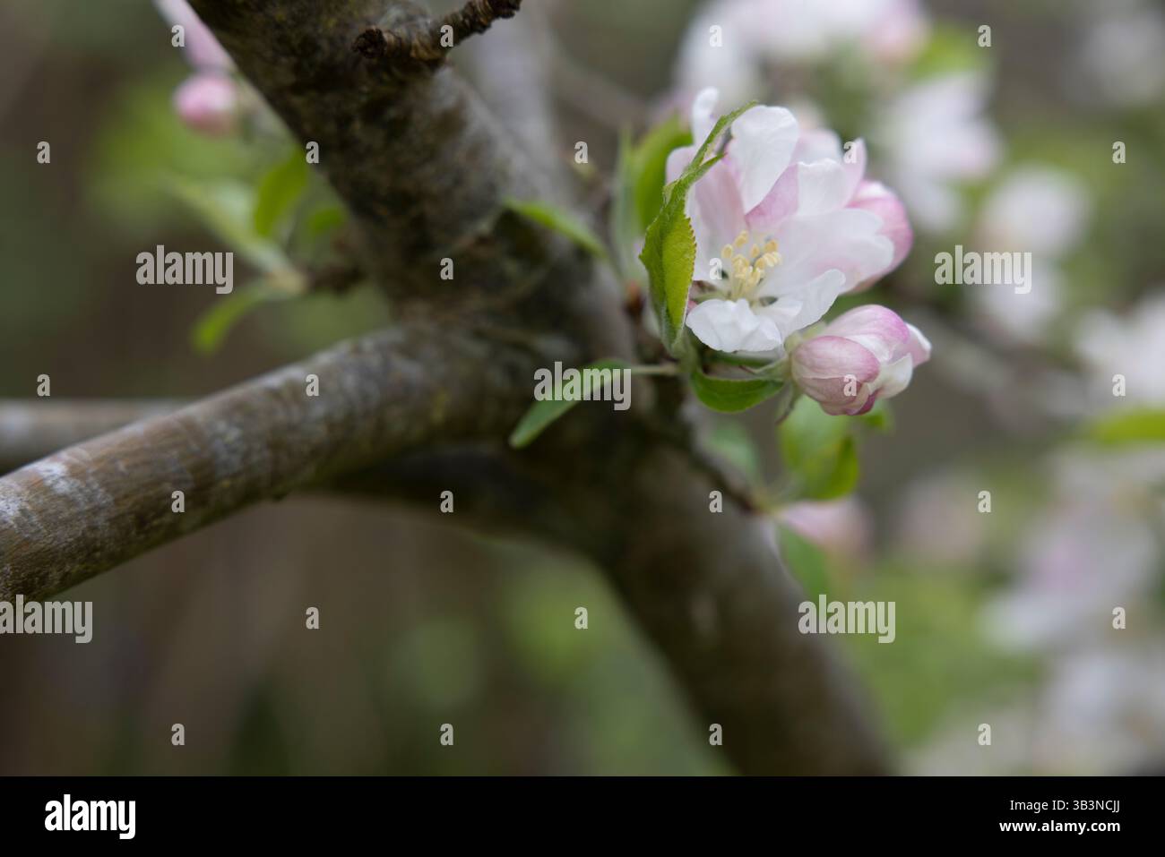 Weiße und rosafarbene Apfelblüten in englischen Apfelplantagen warten auf Bestäubung Stockfoto