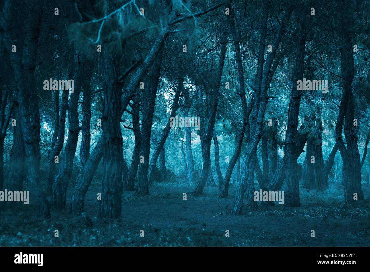 Geheimnisvoller dunkler und nebeliger Wald bei Nacht. Hochwertige Fotos Stockfoto