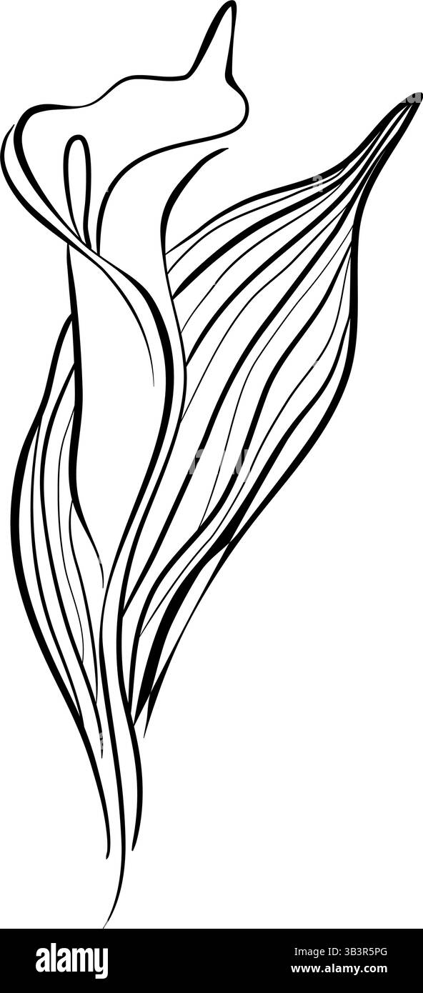 Calla Lilie in Linie Art Stil Vektor Illustration Stock Vektor