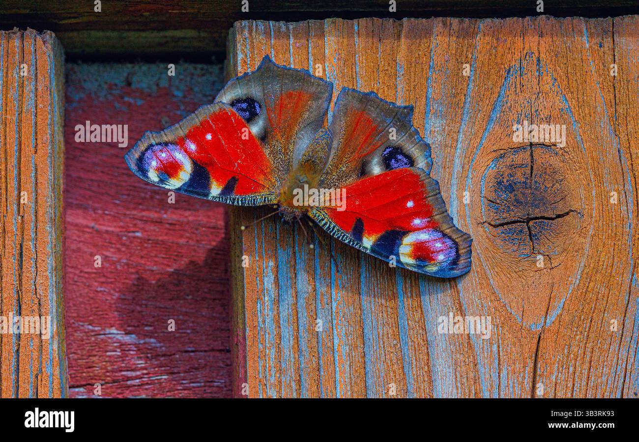 Nahaufnahme Pfauenschalter, Nahaufnahme farbenfroher Schmetterling, Aglais io an der Holzwand Stockfoto