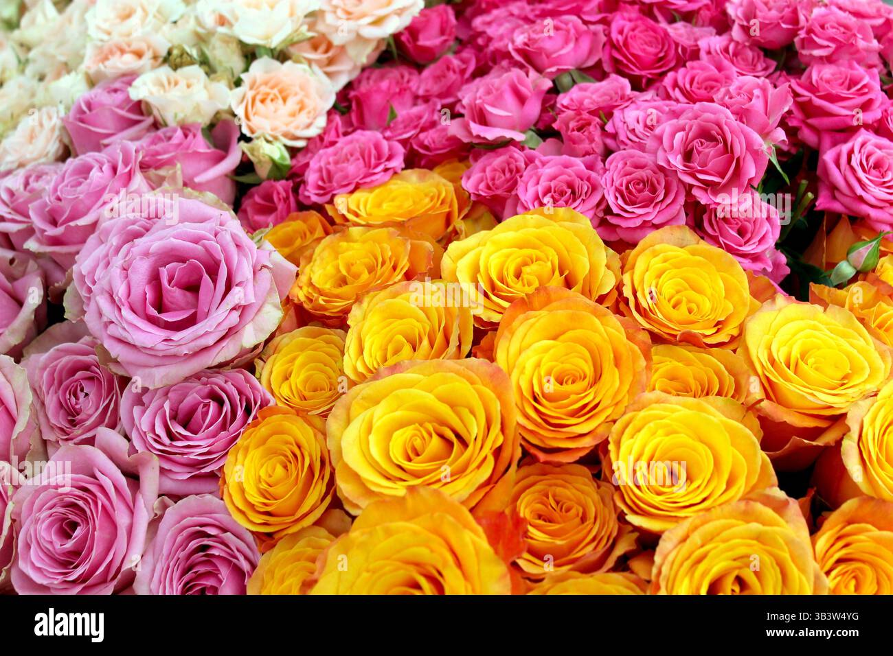 Blumensträuße mit wunderschönen Rosen in Gelb, Hellrosa, Süßigkeiten-Rosa und weiß, elegant angeordnet, um ihre sanften Farben und ihren romantischen Charme zu präsentieren. Stockfoto