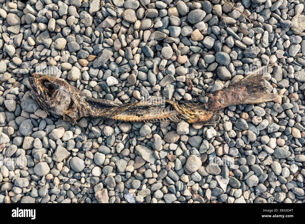 Totes Lachskelett am felsigen Strand in Seattle Stockfoto